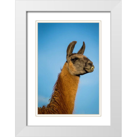 Llama Portrait IV White Modern Wood Framed Art Print with Double Matting by Stockton, Tyler