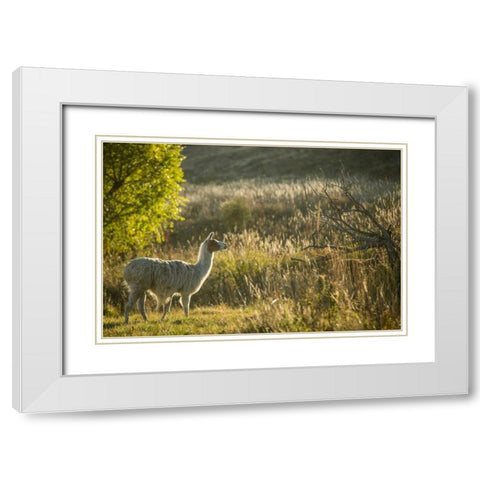 Llama Portrait V White Modern Wood Framed Art Print with Double Matting by Stockton, Tyler