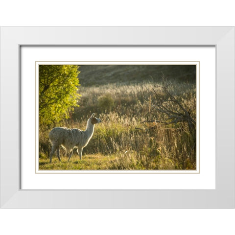 Llama Portrait V White Modern Wood Framed Art Print with Double Matting by Stockton, Tyler