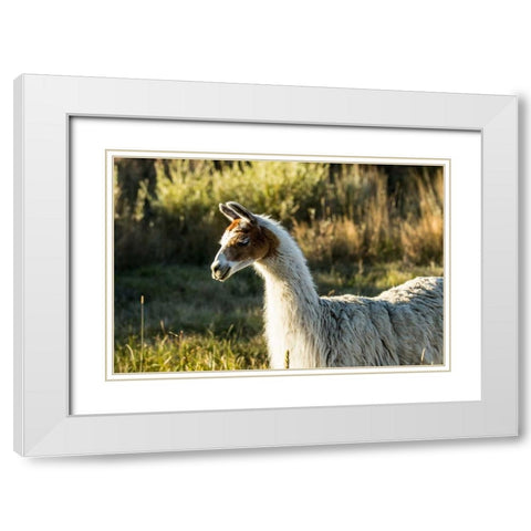 Llama Portrait VI White Modern Wood Framed Art Print with Double Matting by Stockton, Tyler
