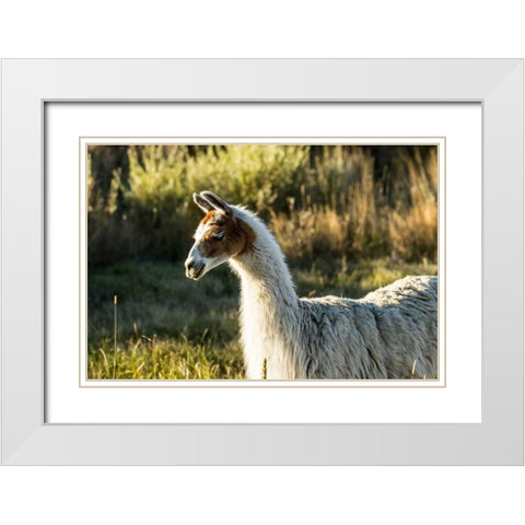 Llama Portrait VI White Modern Wood Framed Art Print with Double Matting by Stockton, Tyler