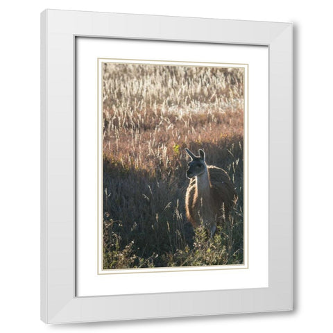 Llama Portrait VII White Modern Wood Framed Art Print with Double Matting by Stockton, Tyler