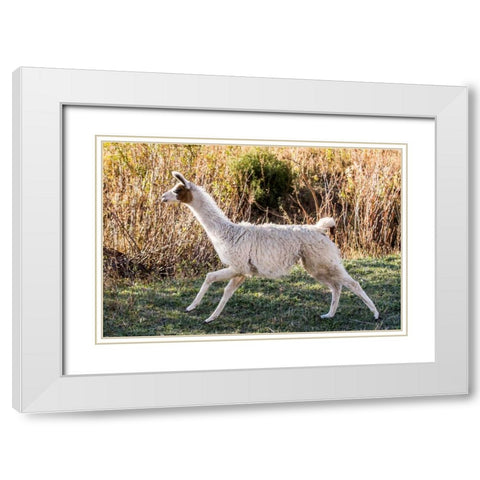 Llama Portrait IX White Modern Wood Framed Art Print with Double Matting by Stockton, Tyler