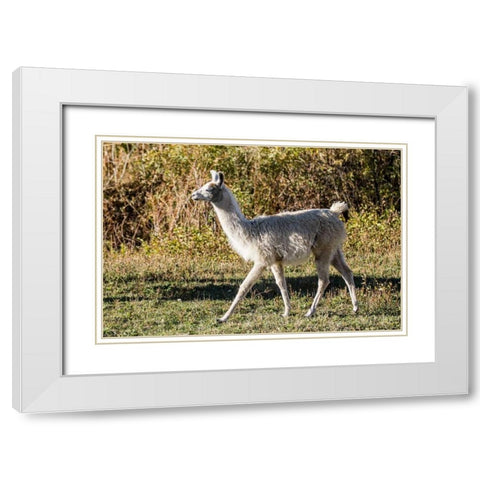 Llama Portrait X White Modern Wood Framed Art Print with Double Matting by Stockton, Tyler