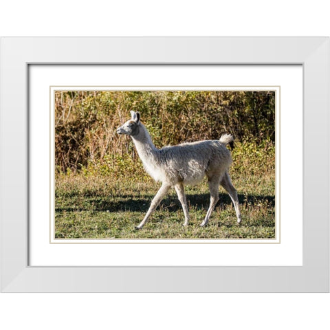 Llama Portrait X White Modern Wood Framed Art Print with Double Matting by Stockton, Tyler
