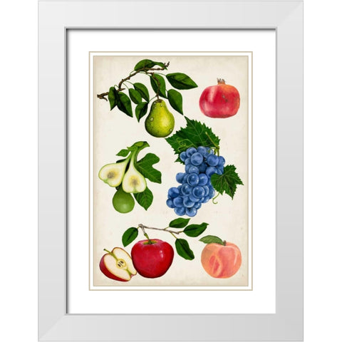 Fruit Collection I White Modern Wood Framed Art Print with Double Matting by McCavitt, Naomi
