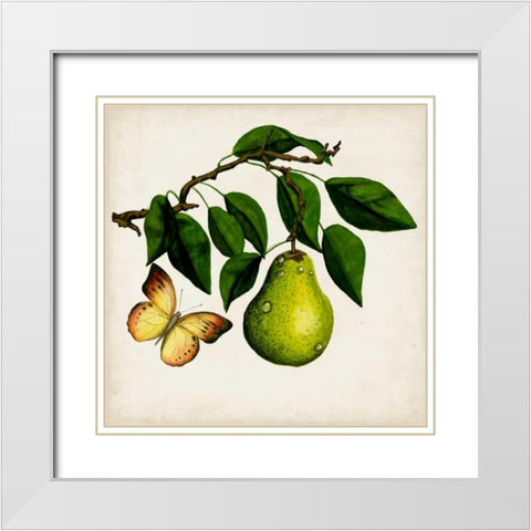 Fruit with Butterflies I White Modern Wood Framed Art Print with Double Matting by McCavitt, Naomi