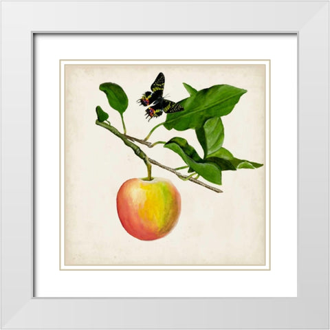 Fruit with Butterflies IV White Modern Wood Framed Art Print with Double Matting by McCavitt, Naomi
