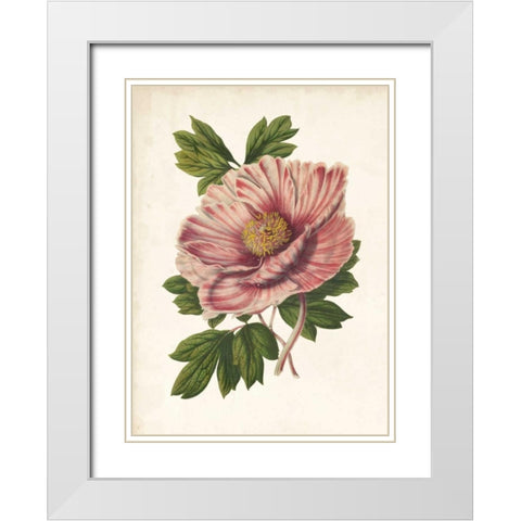 Striking Peony  White Modern Wood Framed Art Print with Double Matting by Houtteano, Van