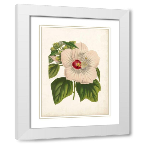 Striking Hibiscus White Modern Wood Framed Art Print with Double Matting by Houtteano, Van