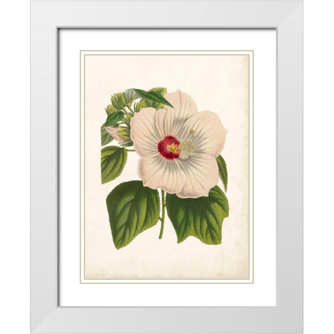 Striking Hibiscus White Modern Wood Framed Art Print with Double Matting by Houtteano, Van