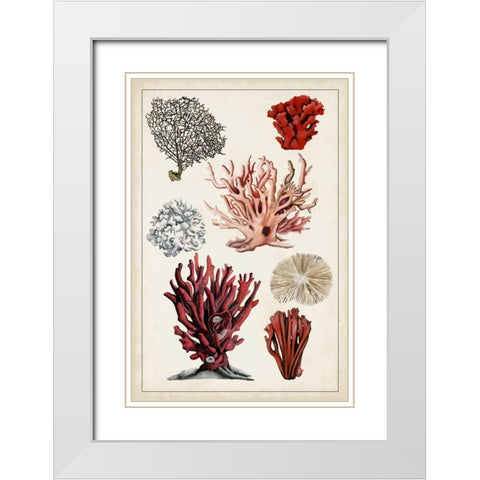 Antique Coral Study I White Modern Wood Framed Art Print with Double Matting by McCavitt, Naomi