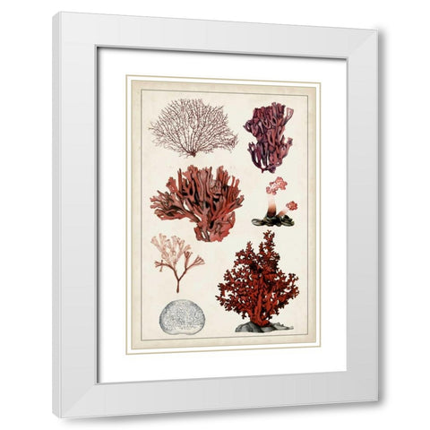 Antique Coral Study II White Modern Wood Framed Art Print with Double Matting by McCavitt, Naomi
