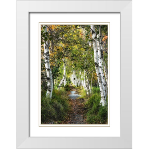 Birch Path I White Modern Wood Framed Art Print with Double Matting by Head, Danny