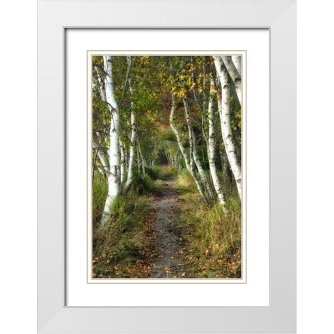 Birch Path II White Modern Wood Framed Art Print with Double Matting by Head, Danny