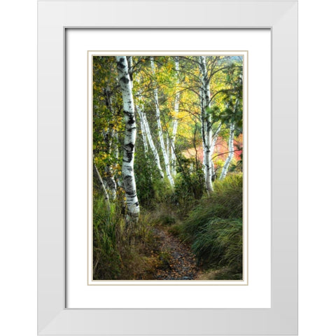 Birch Path III White Modern Wood Framed Art Print with Double Matting by Head, Danny