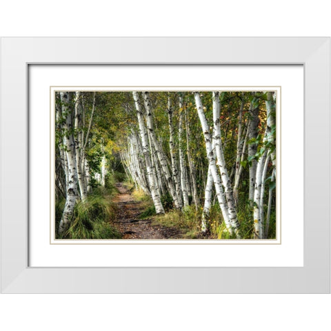 A Walk Through the Birch Trees White Modern Wood Framed Art Print with Double Matting by Head, Danny