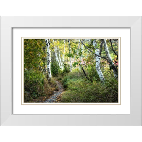 Birch Trees and Tall Grass White Modern Wood Framed Art Print with Double Matting by Head, Danny
