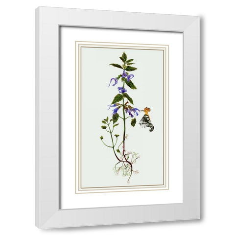 Salvia Miltiorrhiza II White Modern Wood Framed Art Print with Double Matting by Wang, Melissa