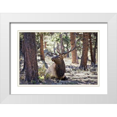 Elk Study I White Modern Wood Framed Art Print with Double Matting by Drost, David