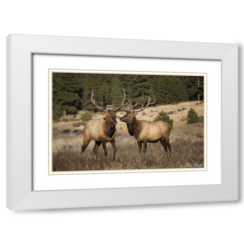 Elk Study IV White Modern Wood Framed Art Print with Double Matting by Drost, David