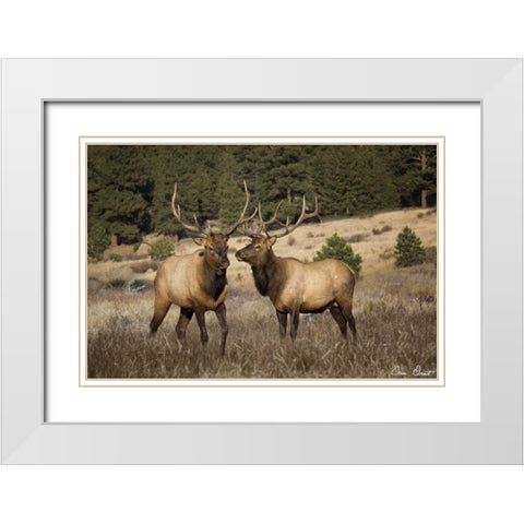 Elk Study IV White Modern Wood Framed Art Print with Double Matting by Drost, David