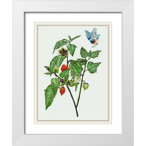 Cape Gooseberry I White Modern Wood Framed Art Print with Double Matting by Wang, Melissa