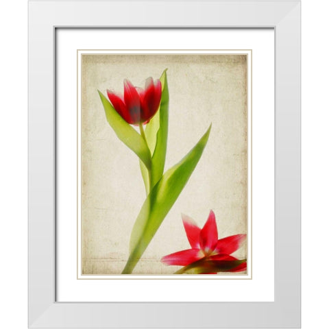 Parchment Flowers II White Modern Wood Framed Art Print with Double Matting by Stalus, Judy