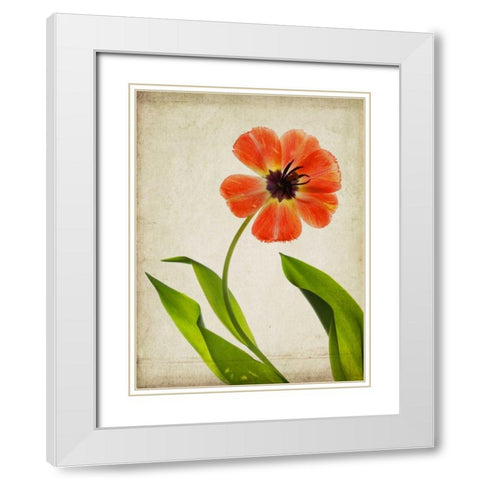 Parchment Flowers V White Modern Wood Framed Art Print with Double Matting by Stalus, Judy