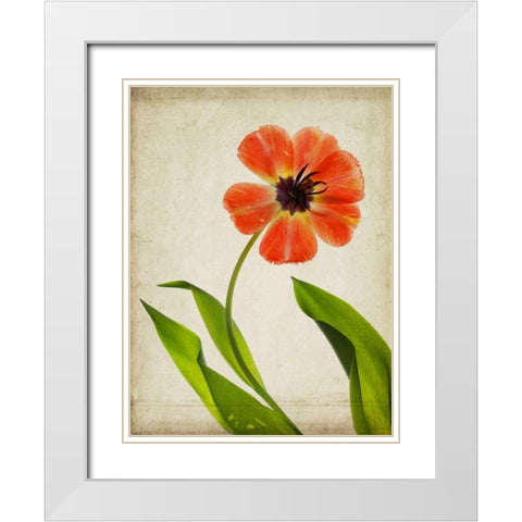 Parchment Flowers V White Modern Wood Framed Art Print with Double Matting by Stalus, Judy