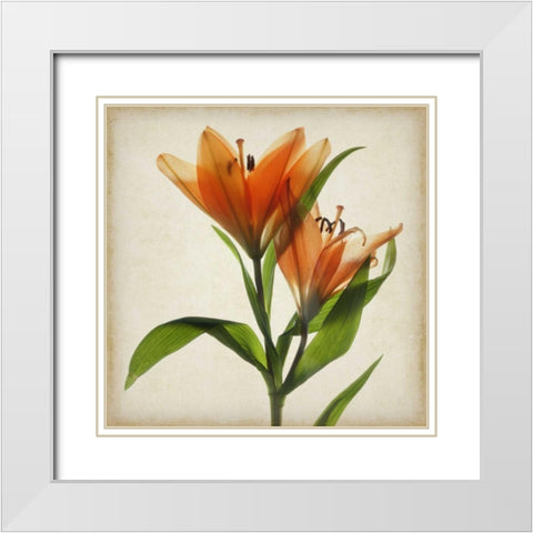 Parchment Flowers X White Modern Wood Framed Art Print with Double Matting by Stalus, Judy