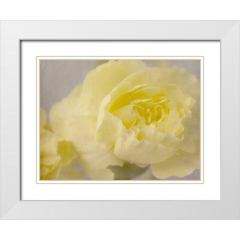 Rose Whisper III White Modern Wood Framed Art Print with Double Matting by Stalus, Judy