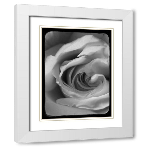 Rose Spiral I White Modern Wood Framed Art Print with Double Matting by Stalus, Judy