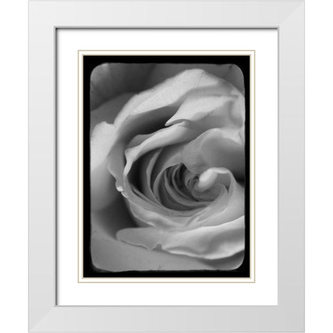 Rose Spiral I White Modern Wood Framed Art Print with Double Matting by Stalus, Judy