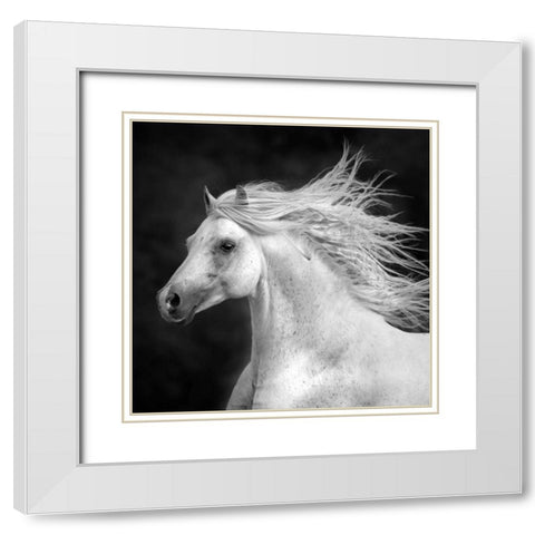 BandW Horses IV White Modern Wood Framed Art Print with Double Matting by PHBurchett
