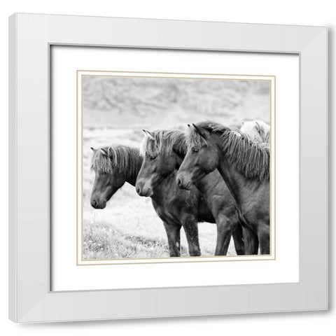 BandW Horses X White Modern Wood Framed Art Print with Double Matting by PHBurchett