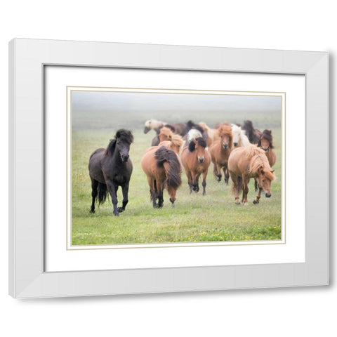 Grassland Horses II White Modern Wood Framed Art Print with Double Matting by PHBurchett