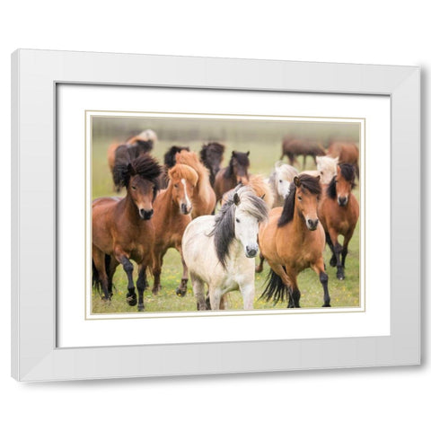 Grassland Horses III White Modern Wood Framed Art Print with Double Matting by PHBurchett