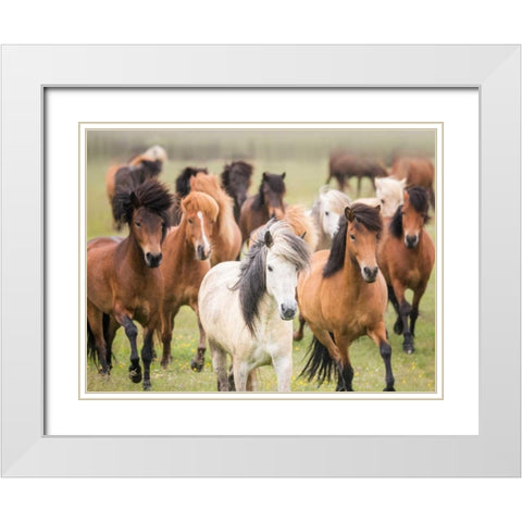 Grassland Horses III White Modern Wood Framed Art Print with Double Matting by PHBurchett