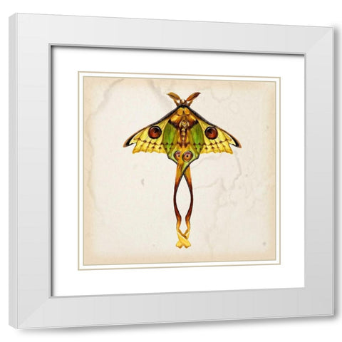 Butterfly Study I White Modern Wood Framed Art Print with Double Matting by Wang, Melissa