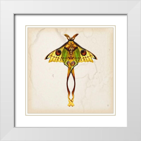 Butterfly Study I White Modern Wood Framed Art Print with Double Matting by Wang, Melissa