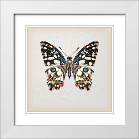 Butterfly Study II White Modern Wood Framed Art Print with Double Matting by Wang, Melissa