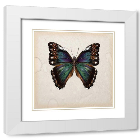Butterfly Study III White Modern Wood Framed Art Print with Double Matting by Wang, Melissa