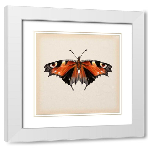 Butterfly Study V White Modern Wood Framed Art Print with Double Matting by Wang, Melissa