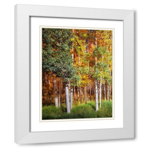 Aspen Glen I White Modern Wood Framed Art Print with Double Matting by Drost, David