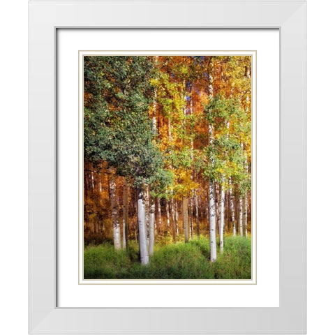 Aspen Glen I White Modern Wood Framed Art Print with Double Matting by Drost, David