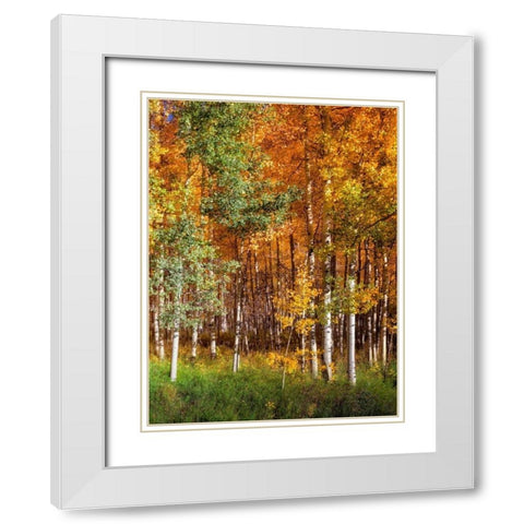Aspen Glen II White Modern Wood Framed Art Print with Double Matting by Drost, David