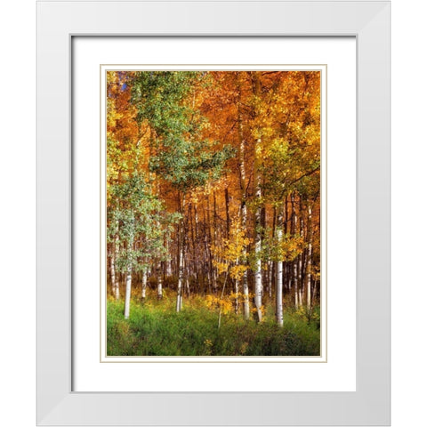 Aspen Glen II White Modern Wood Framed Art Print with Double Matting by Drost, David