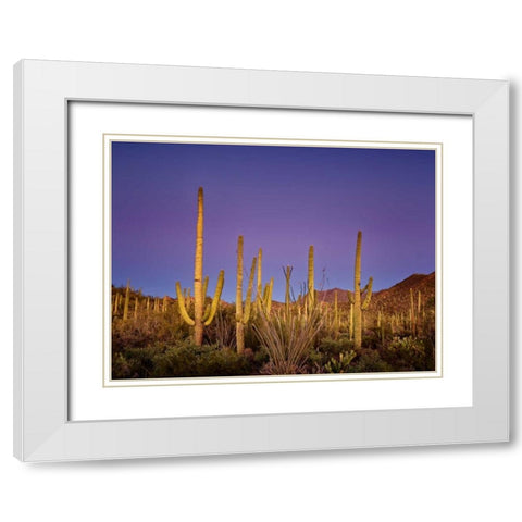 Cacti View I White Modern Wood Framed Art Print with Double Matting by Drost, David