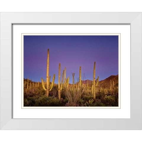 Cacti View I White Modern Wood Framed Art Print with Double Matting by Drost, David